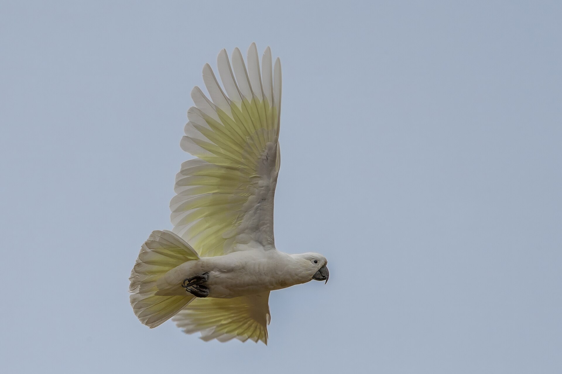 A sulphur-crested cockatoo in flight