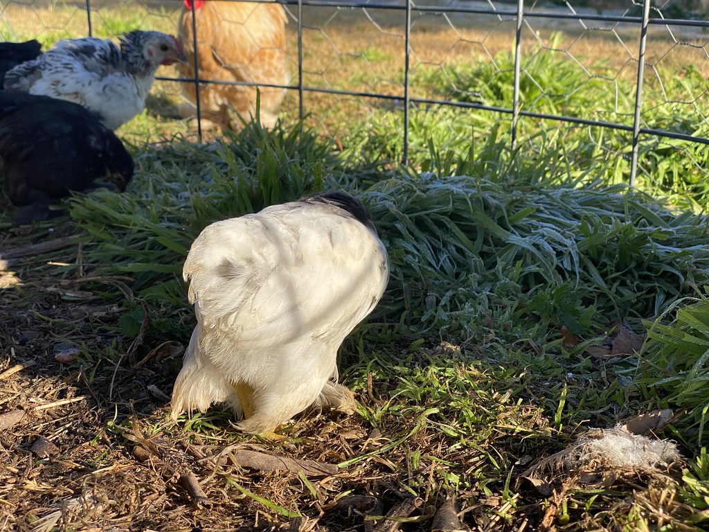 A Pekin bantam — the round, low-set breed Pickle and Ginger belong to